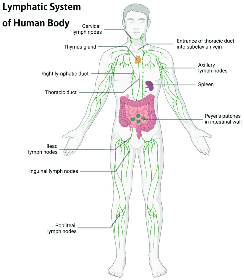 Lymphatic System Diagram 
